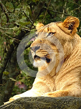 Regal Lioness