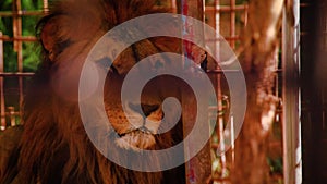 Regal male Asiatic lion in captivity