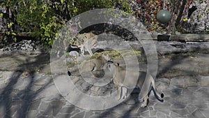 Regal male lion and lioness are fighting through the jungle