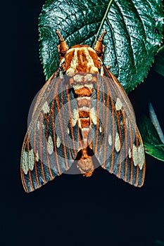 Regal Moth (Citheronia regalis) Also known as Hickory Horned Devil