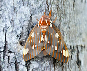 Regal Moth, Georgia USA