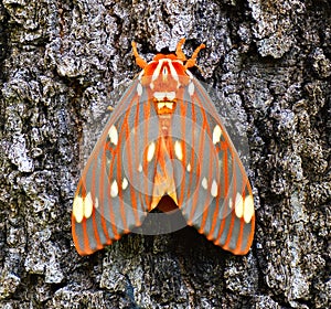 Regal Moth on Live oak tree