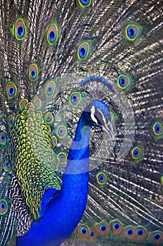 Regal Peacock