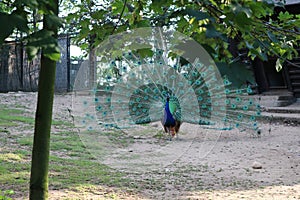 The regal Peacock bird has spread its gorgeous tail