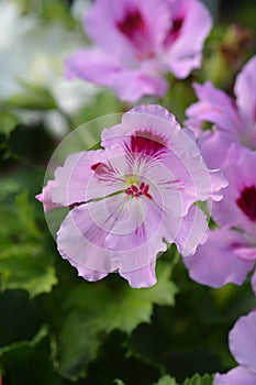 Regal pelargonium