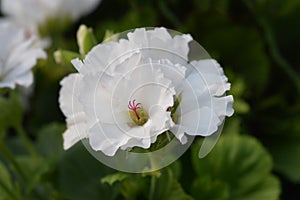 Regal pelargonium