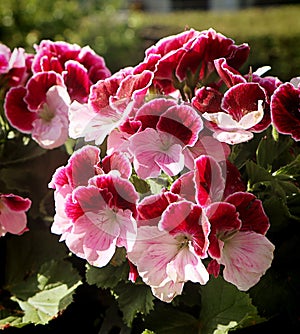 Regal Pelargonium geranium on the balcony