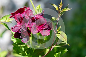 Regal pelargoniums