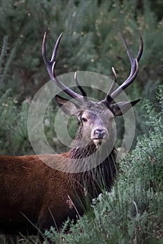 Regal Red Stag photo