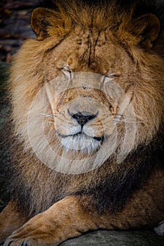 Regal Repose - The African Lion