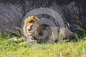 Regal Rest: Male Lion Lounges Amidst Serengeti's Meadowland photo