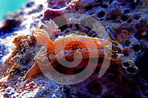 Regal Sea Goddess Nudibranch - Felimare picta