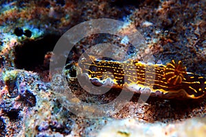 Regal Sea Goddess Nudibranch - Felimare picta