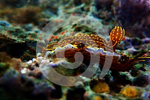 Regal Sea Goddess Nudibranch - Felimare picta