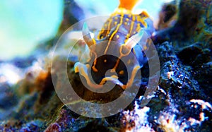 Regal Sea Goddess Nudibranch - Felimare picta