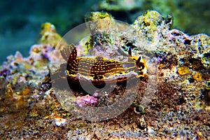 Regal Sea Goddess Nudibranch - Felimare picta