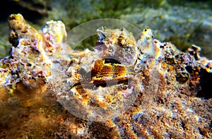 Regal Sea Goddess Nudibranch - Felimare picta