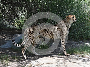 Regal Sleek Cheetah Standing on a Flat Rock