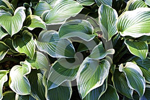 Regal Splendor Hosta  822809