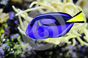 Regal Tang fish