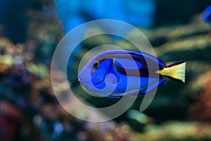 Regal Tang fish