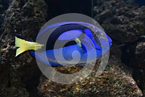 Regal Tang - Paracanthurus hepatus photo