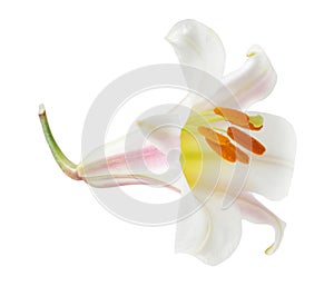 Regale Trumpet Lilium photo