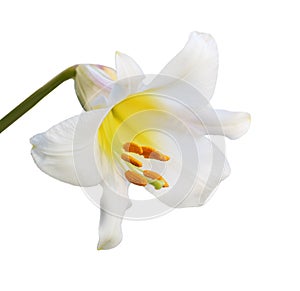 Regale Trumpet Lily photo