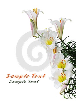 Regale Trumpet Lily