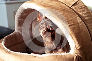 Regardant eyes of small toy-terrier dog in pet house.