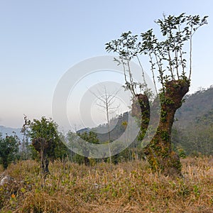 Regeneration concept - the regrowth of branches on a tree