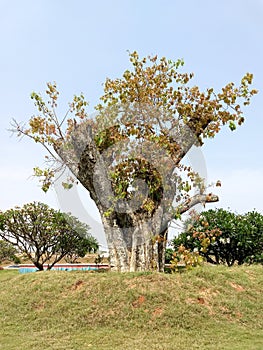 Regeneration of a cut tree photo