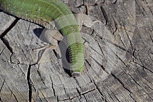 Regeneration of the lizard's tail. An ordinary quick green lizard. Lizard on the cut of a tree stump. Sand lizard, lacertid lizard