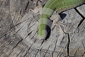 Regeneration of the lizard's tail. An ordinary quick green lizard. Lizard on the cut of a tree stump. Sand lizard, lacertid lizard