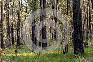 Regeneration of nature after a fire, state of Victoria, Australia