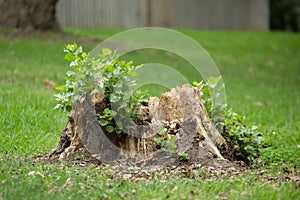 Regeneration. New growth sprouts from a dead tree stump photo