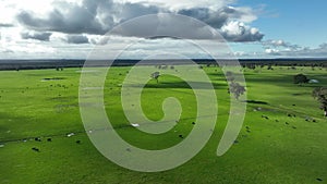 Regenerative agriculture cows in the field, grazing on grass and pasture in Australia, on a farming ranch.