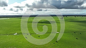 Regenerative agriculture cows in the field, grazing on grass and pasture in Australia, on a farming ranch.