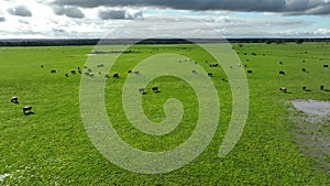 Regenerative agriculture cows in the field, grazing on grass and pasture in Australia, on a farming ranch.