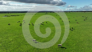 Regenerative agriculture cows in the field, grazing on grass and pasture in Australia, on a farming ranch.