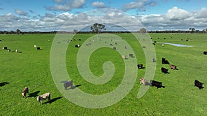 Regenerative agriculture cows in the field, grazing on grass and pasture in Australia, on a farming ranch.