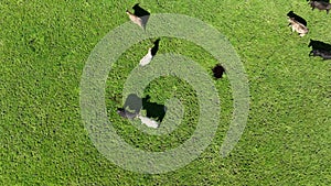 Regenerative agriculture cows in the field, grazing on grass and pasture in Australia, on a farming ranch.