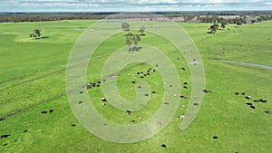 Regenerative agriculture cows in the field, grazing on grass and pasture in Australia, on a farming ranch.