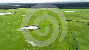 Regenerative agriculture cows in the field, grazing on grass and pasture in Australia, on a farming ranch.