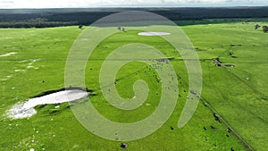 Regenerative agriculture cows in the field, grazing on grass and pasture in Australia, on a farming ranch.