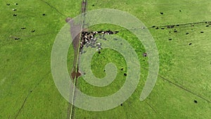 Regenerative agriculture cows in the field, grazing on grass and pasture in Australia, on a farming ranch.