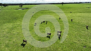 Regenerative agriculture cows in the field, grazing on grass and pasture in Australia, on a farming ranch.