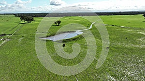 Regenerative agriculture cows in the field, grazing on grass and pasture in Australia, on a farming ranch.