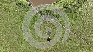 Regenerative agriculture cows in the field, grazing on grass and pasture in Australia, on a farming ranch.