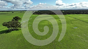 Regenerative agriculture cows in the field, grazing on grass and pasture in Australia, on a farming ranch.